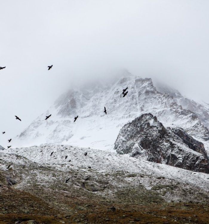 Vestibulum maximus quis