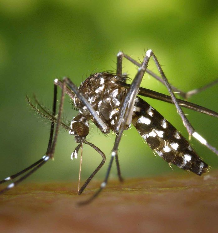 Mosquito-borne diseases has threaten World